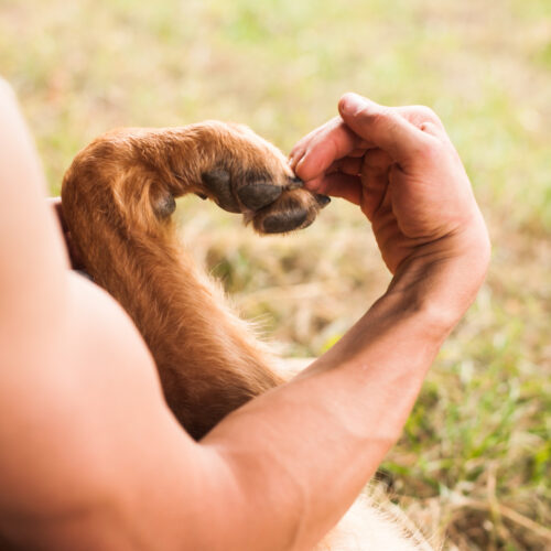 Claves de la NUEVA LEY DE BIENESTAR ANIMAL: los animales como «seres vivos dotados de sensibilidad».